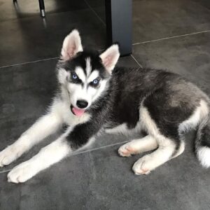 husky puppies for sale near me