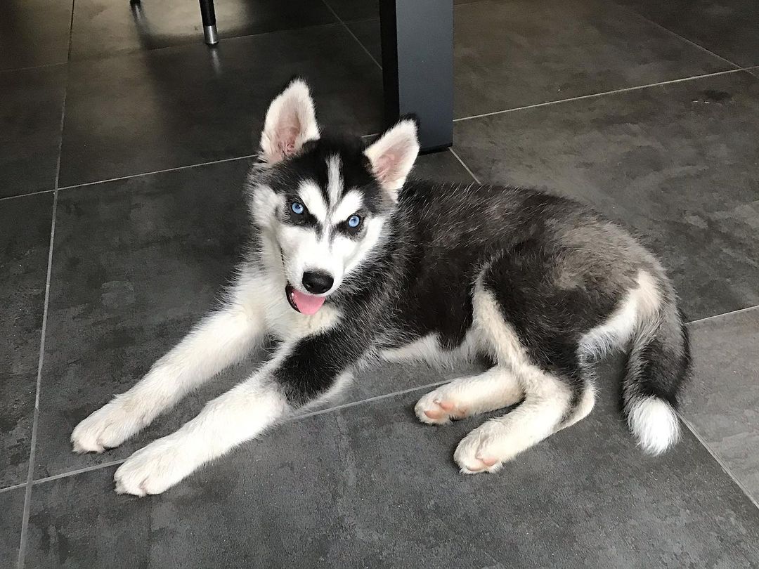 husky puppies for sale near me