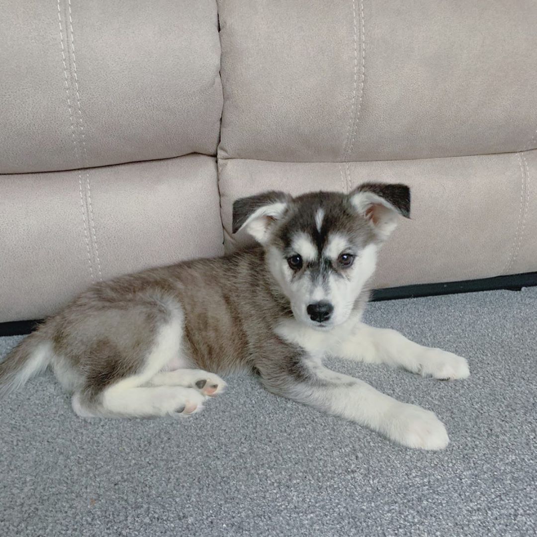 siberian husky puppies