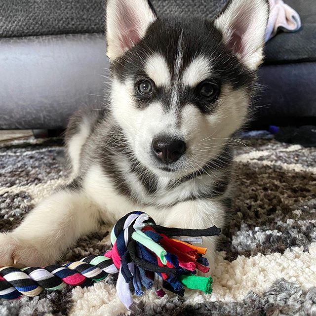 siberian husky for sale