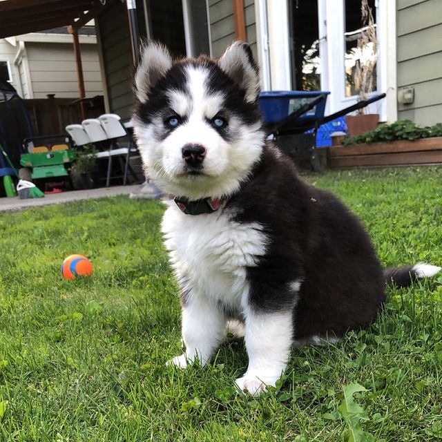 husky puppies near me