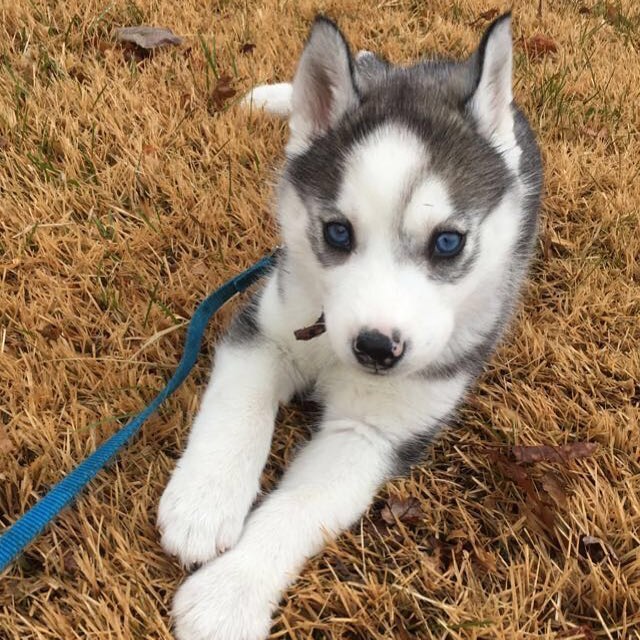 husky dog for sale