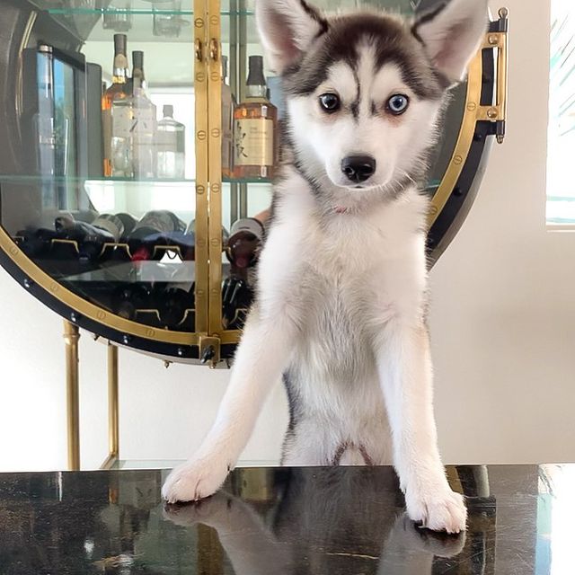 white husky puppy for sale