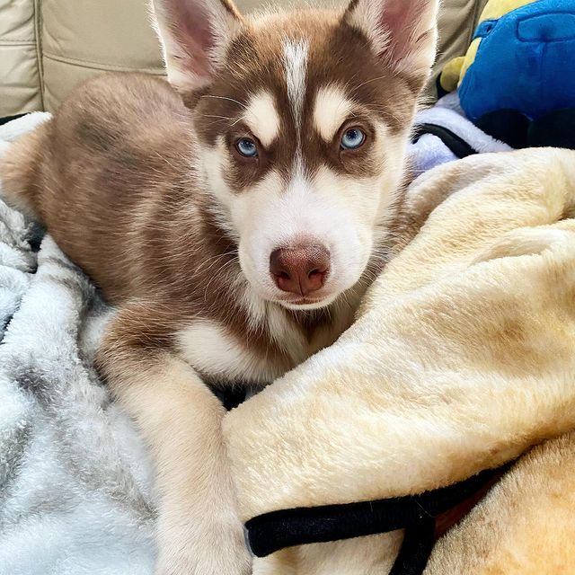 siberian husky near me